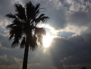 silhouette photo of coconut tree with sun reflections thumbnail