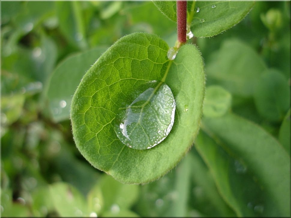 green leaf and water droplet preview