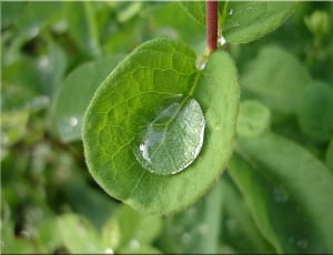 green leaf and water droplet thumbnail