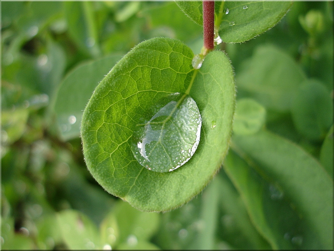 green leaf and water droplet