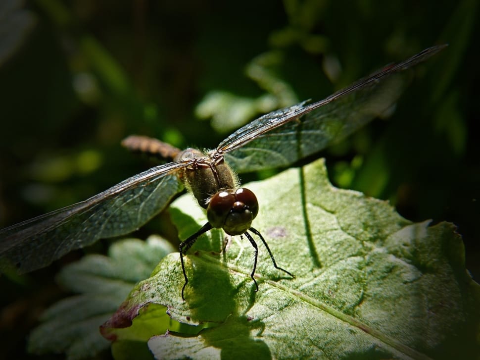 green and brown dragonfly preview