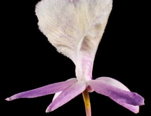 white and purple petaled flower thumbnail