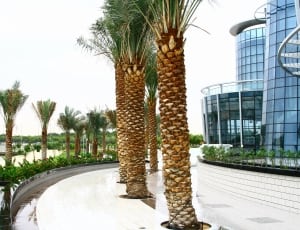 palm trees outside a mirrored building thumbnail