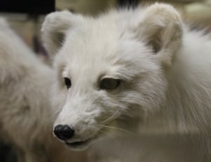 selective focus photography of white long coat dog thumbnail