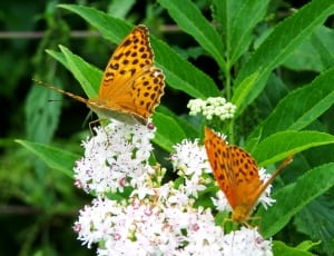 gulf fritillary butterfly thumbnail