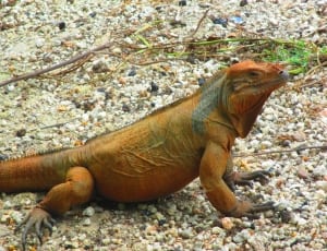 brown iguana thumbnail