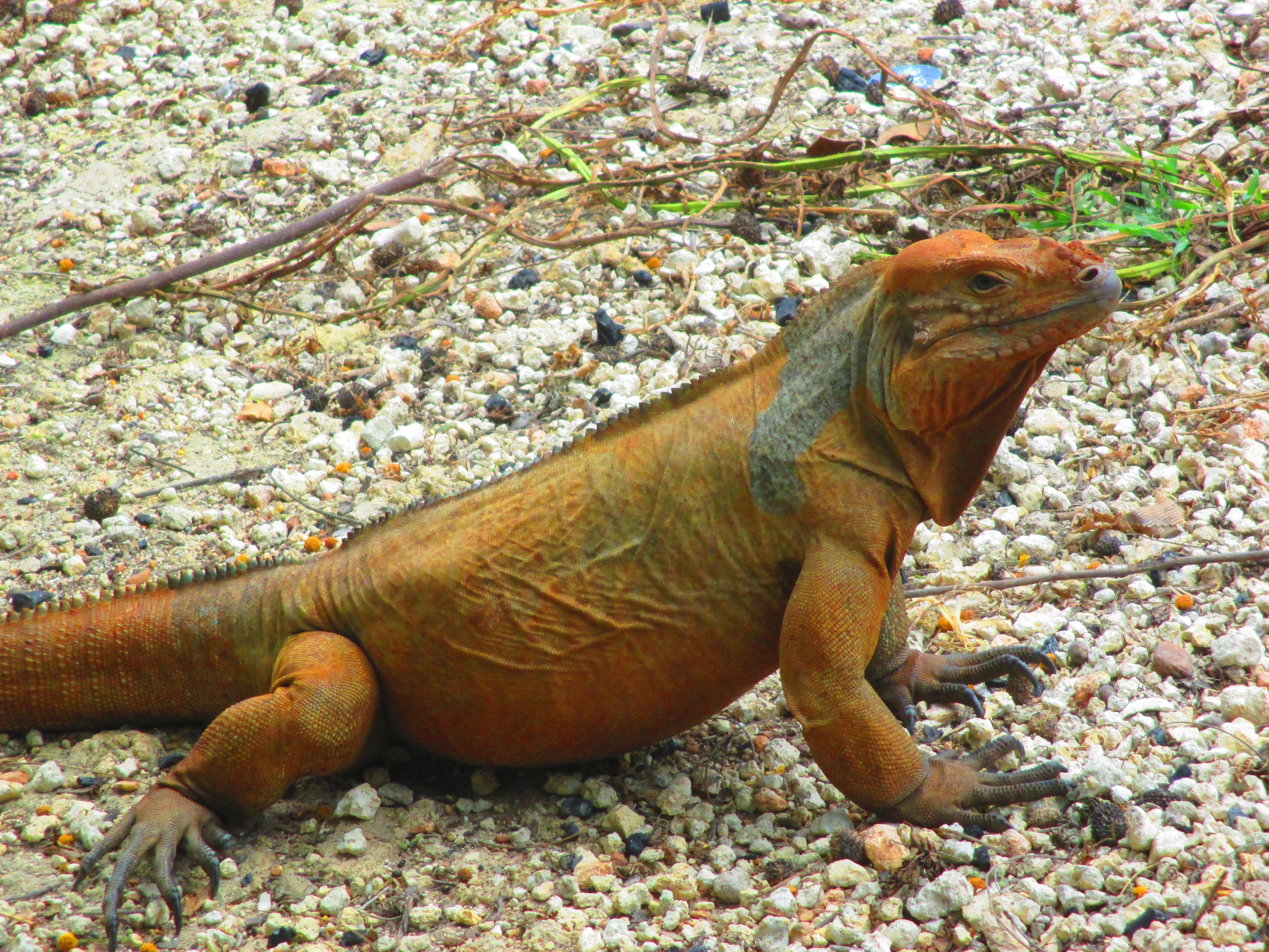 brown iguana