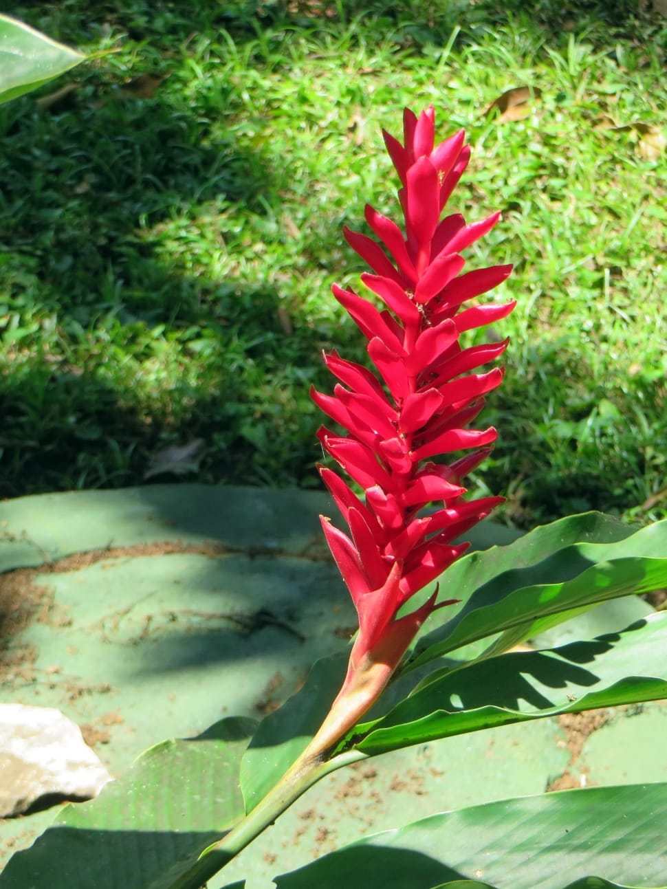 red cone ginger flower preview