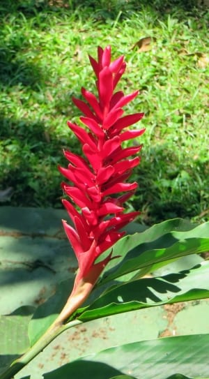 red cone ginger flower thumbnail