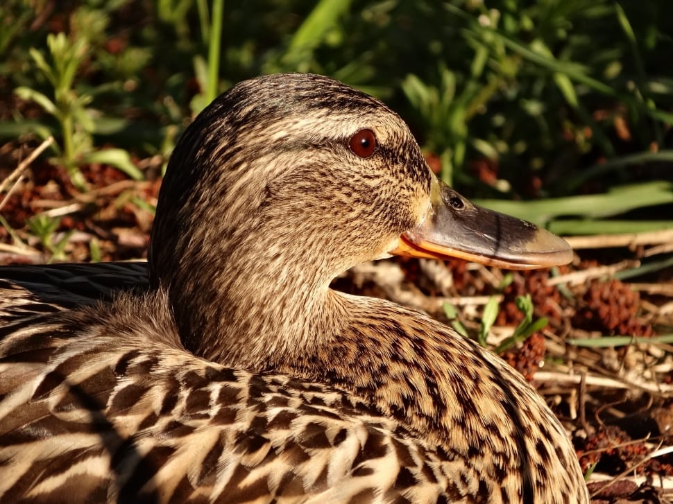 female mallard duck preview