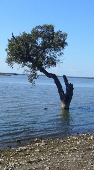 tree on body of water under calm sky thumbnail