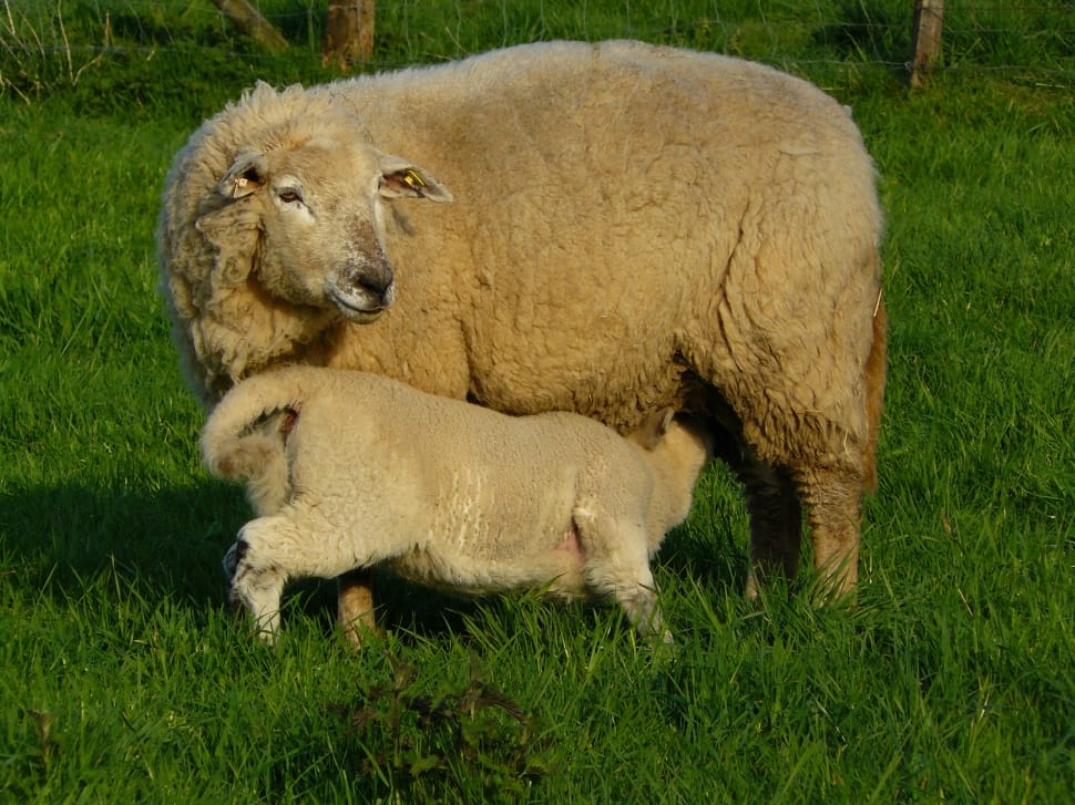 brown sheep and kid on green grass field during daytime preview