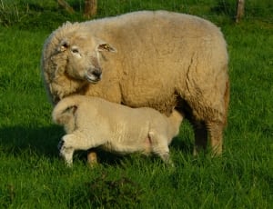 brown sheep and kid on green grass field during daytime thumbnail