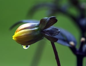 Flower, Raindrop, Yellow, Stem, Leaves, focus on foreground, close-up thumbnail