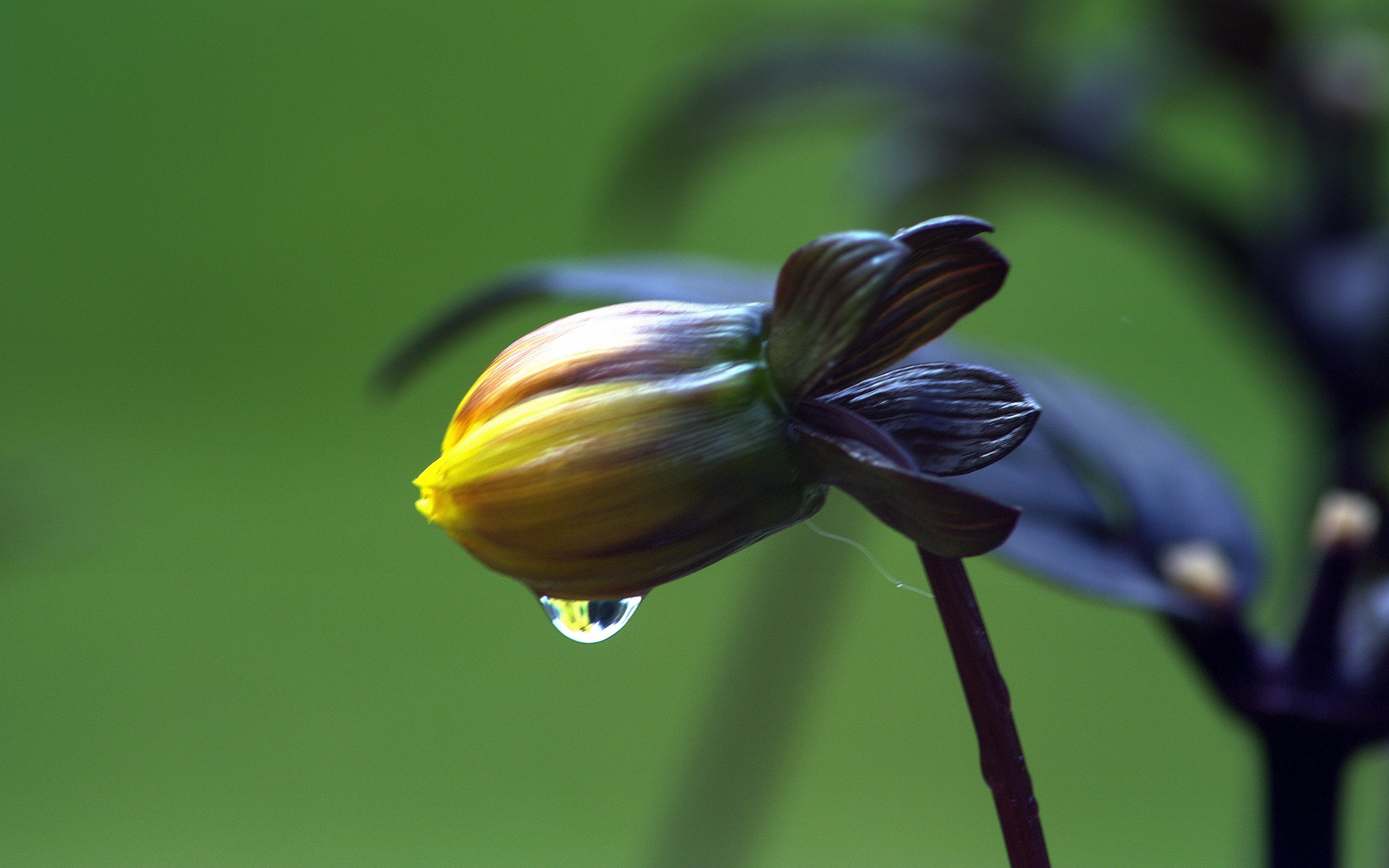 Flower, Raindrop, Yellow, Stem, Leaves, focus on foreground, close-up