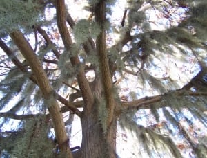 brown tall tree thumbnail