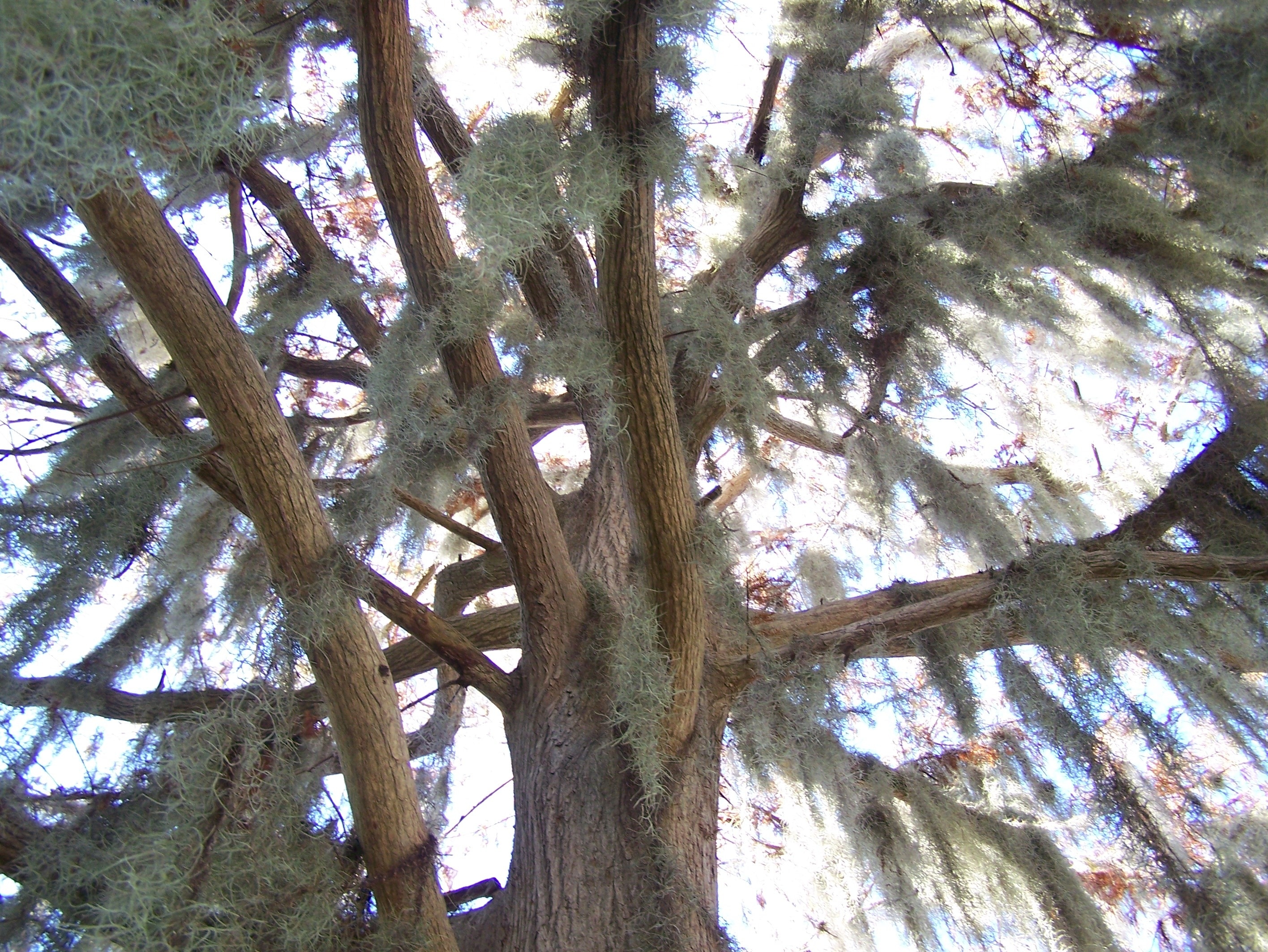 brown tall tree