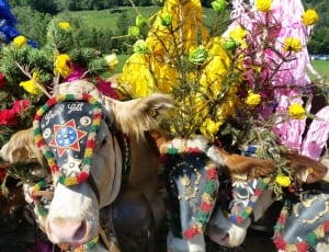 cow and assorted flower thumbnail