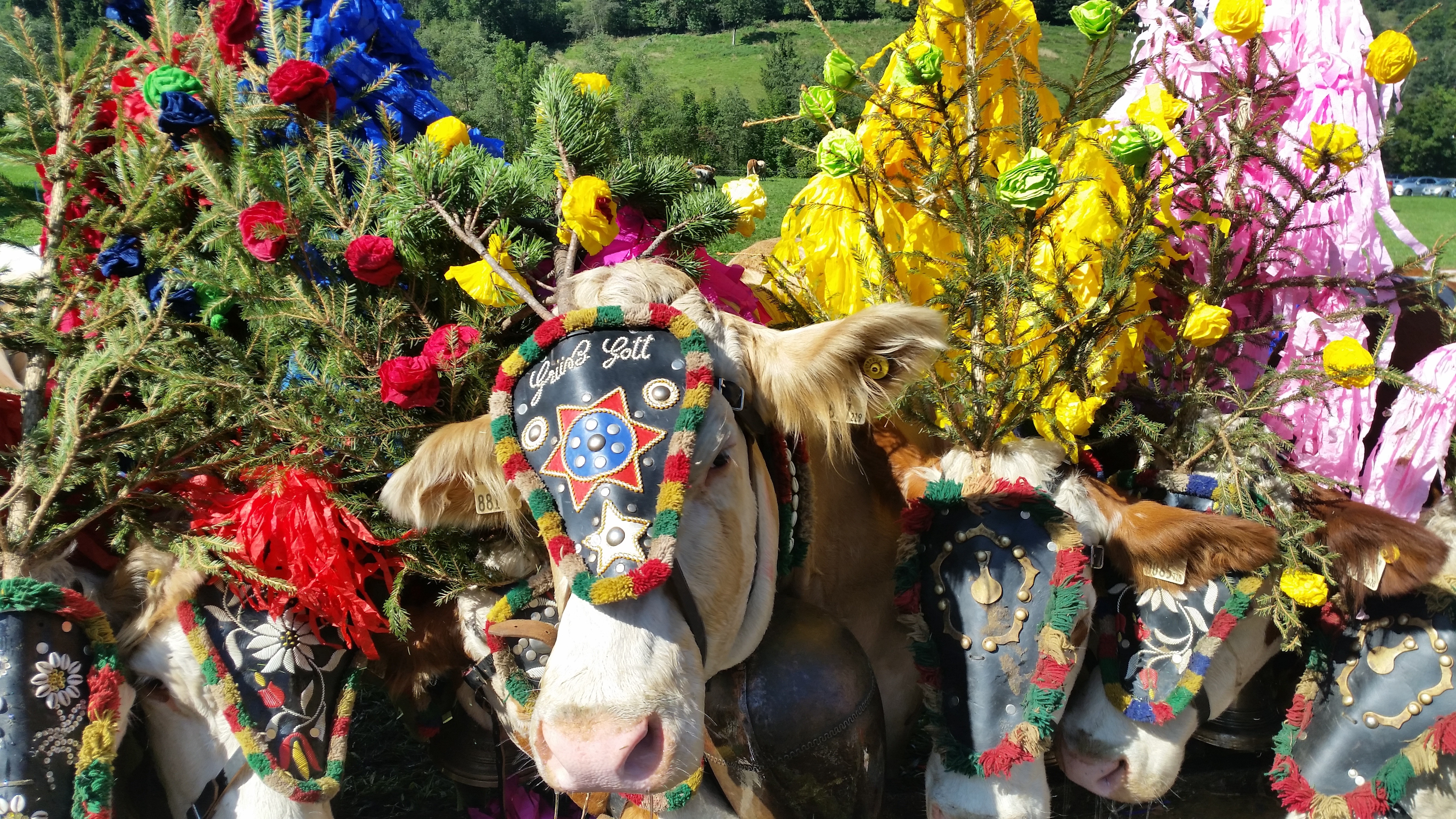 cow and assorted flower