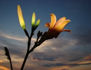 Flower, Light, Cloud, Light And Shadow, flower, no people thumbnail