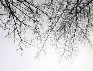 black leafless tree thumbnail
