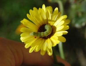 green caterpillar and yellow flower plant thumbnail