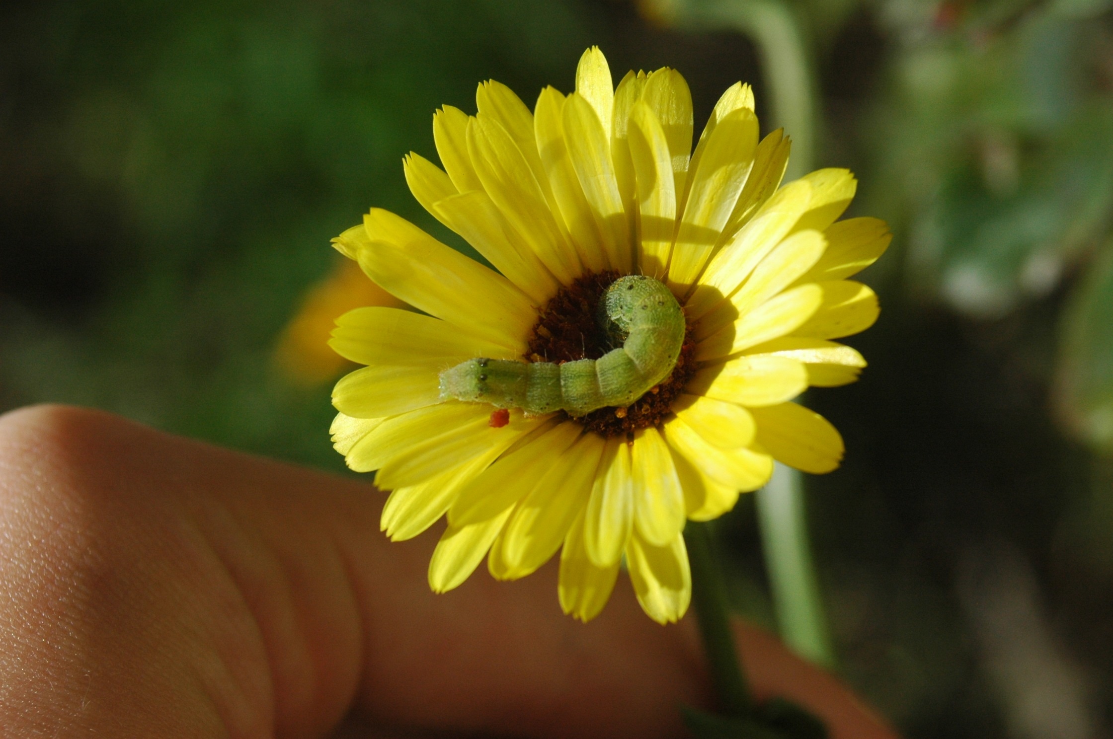 green caterpillar and yellow flower plant