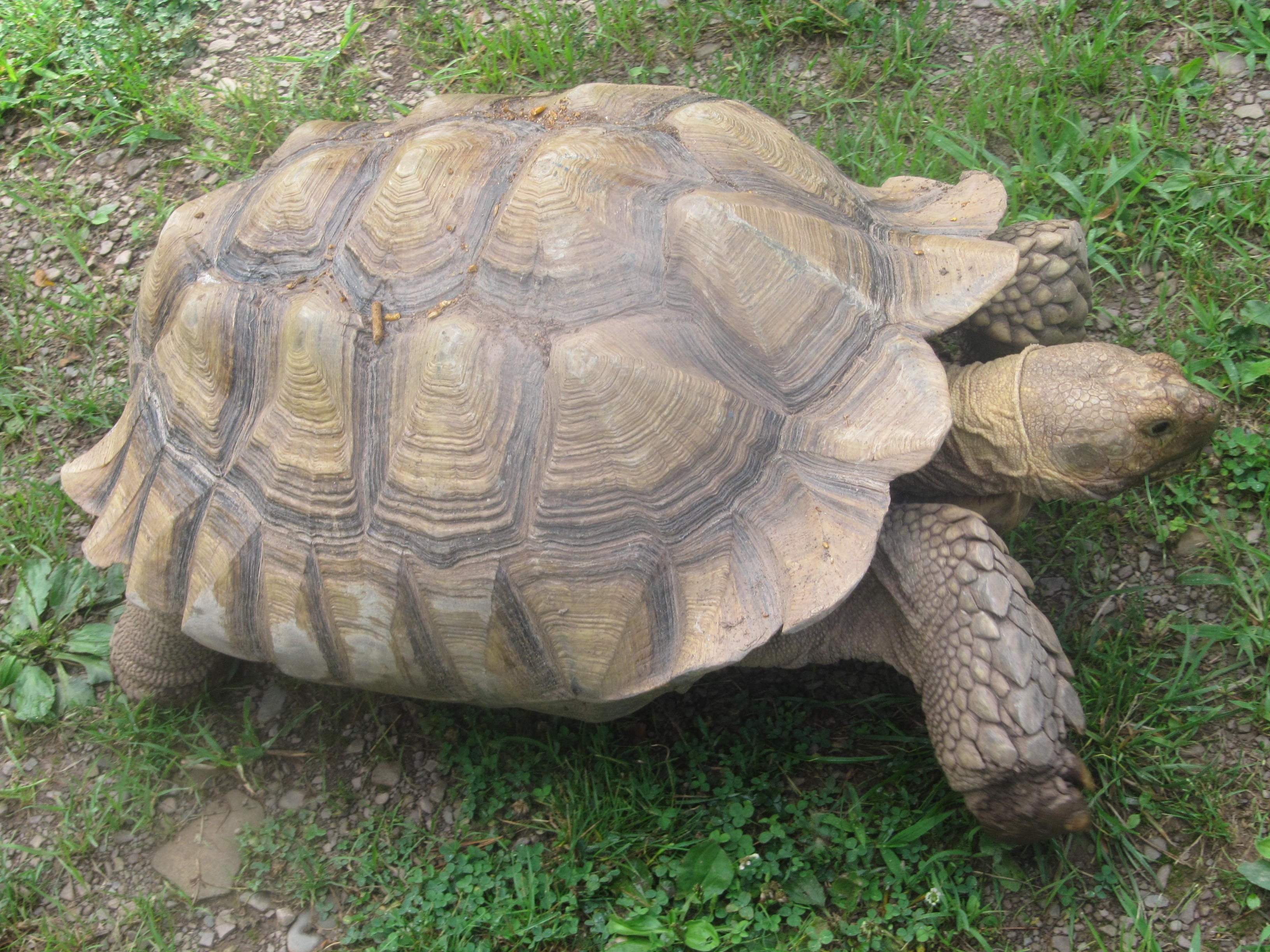 beige and gray turtle