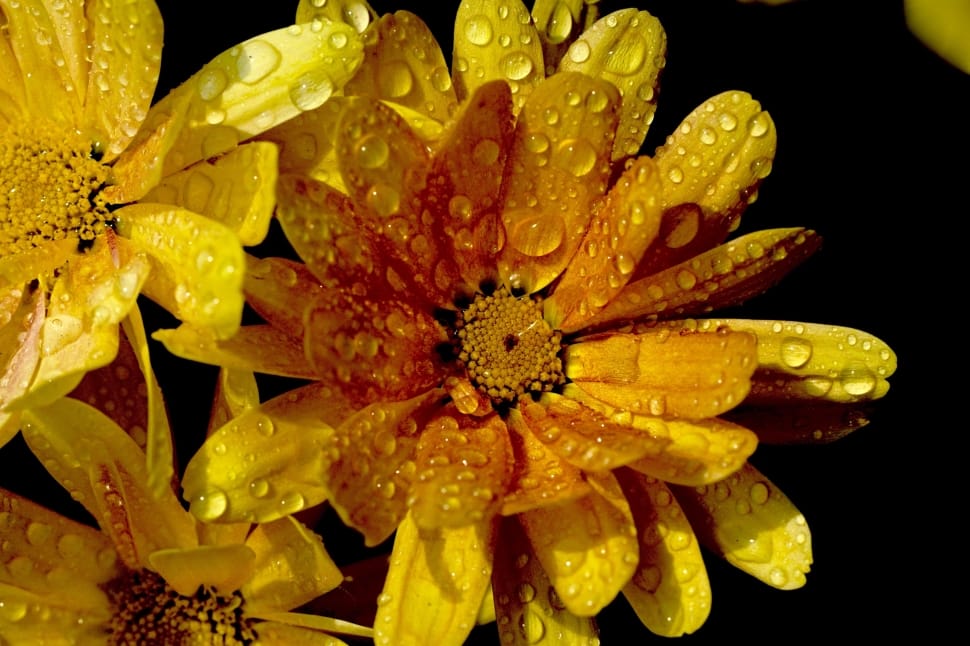 yellow daisy preview
