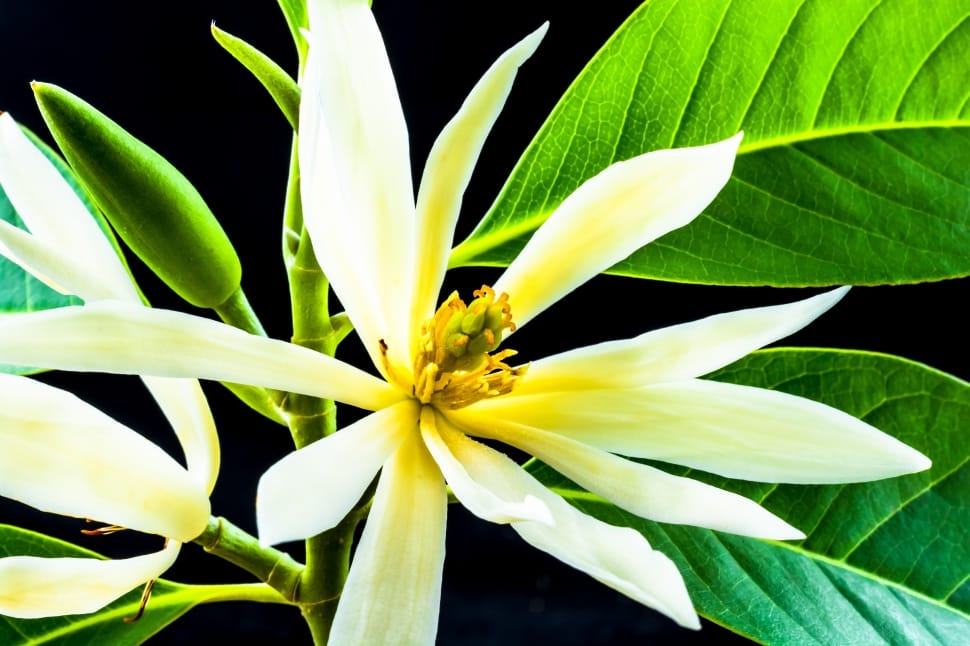 white and yellow flower plant preview
