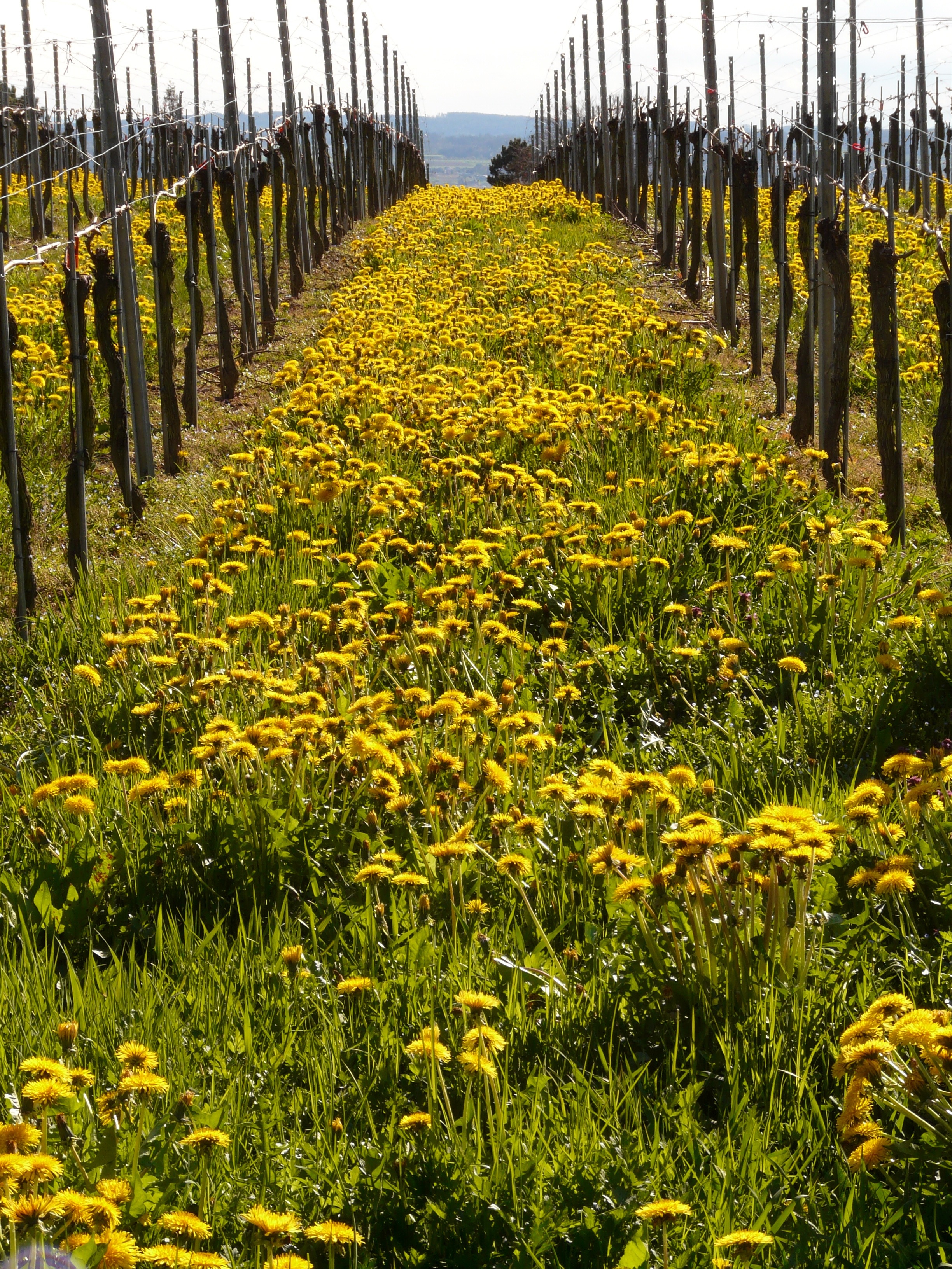 helianthus flower field