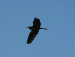 black stork thumbnail