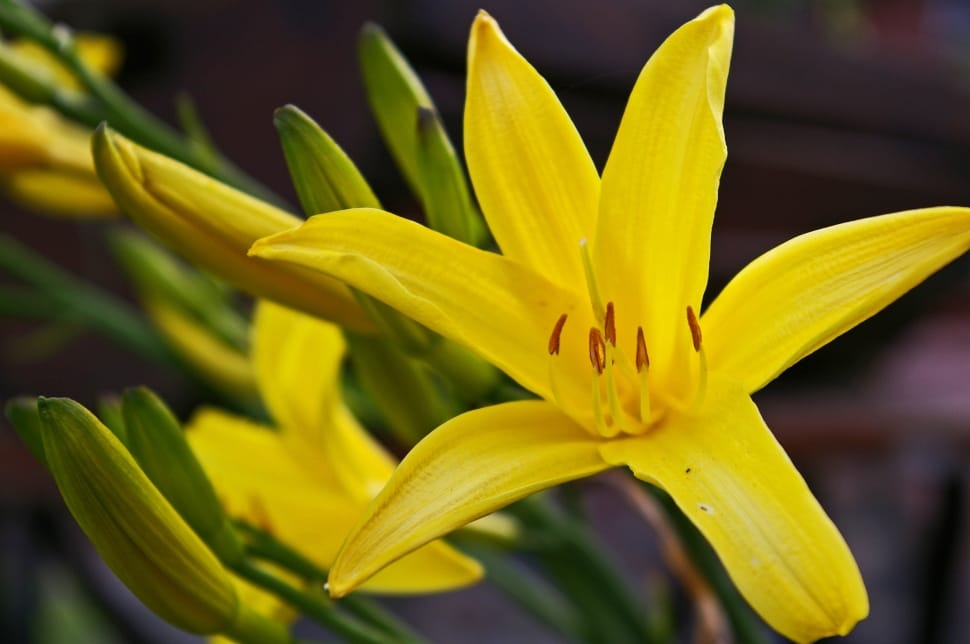 yellow lilies preview
