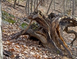 brown tree trunk thumbnail