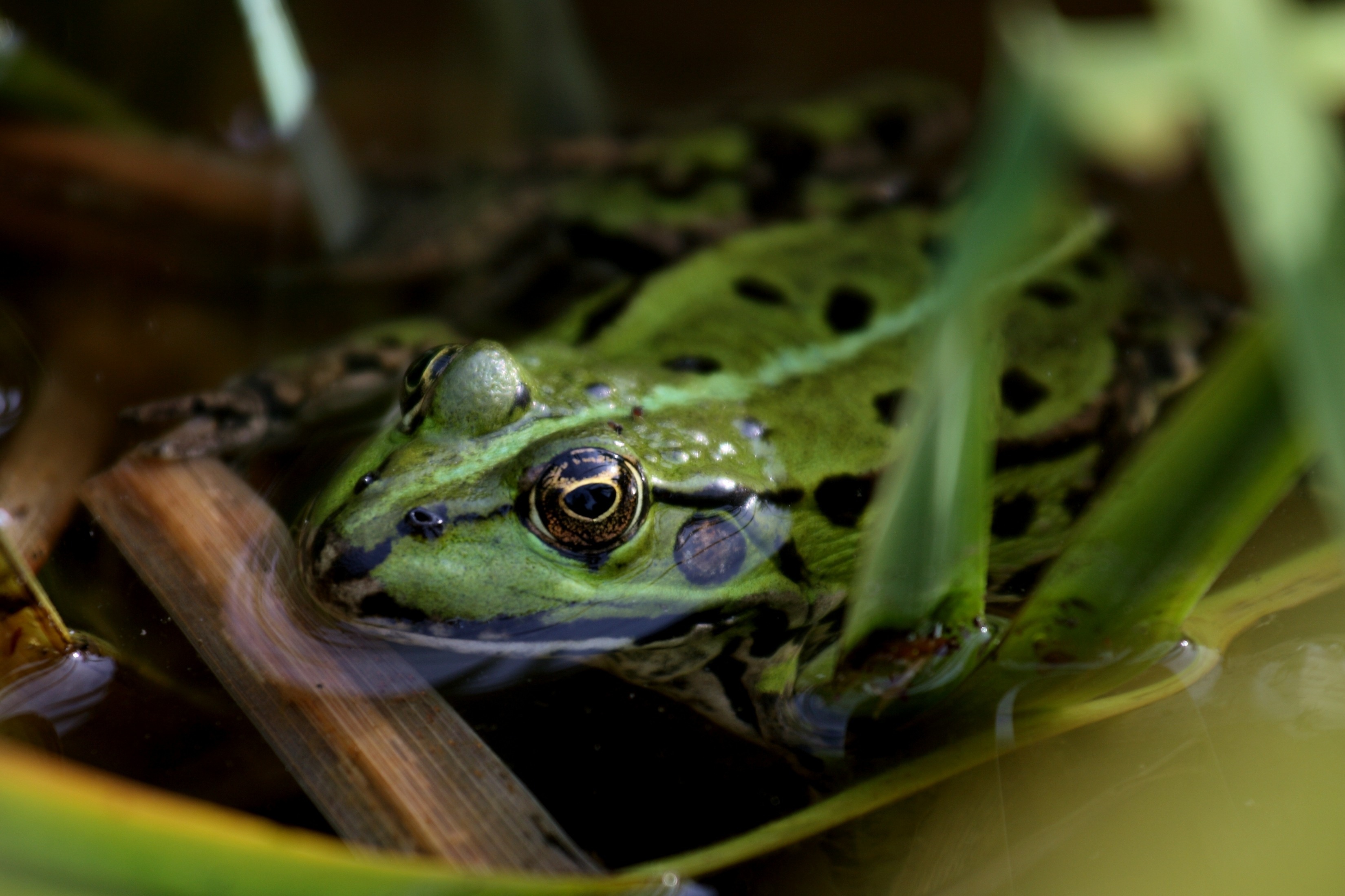 green and black frog