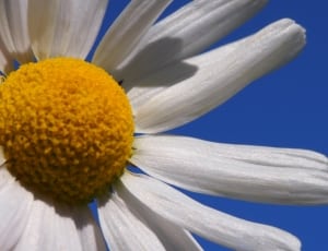 white sunflower thumbnail