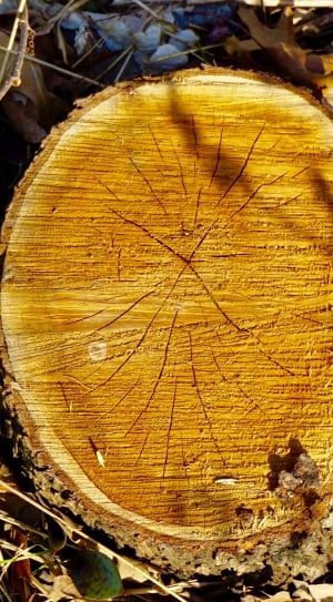 high angle photo of wood slob thumbnail