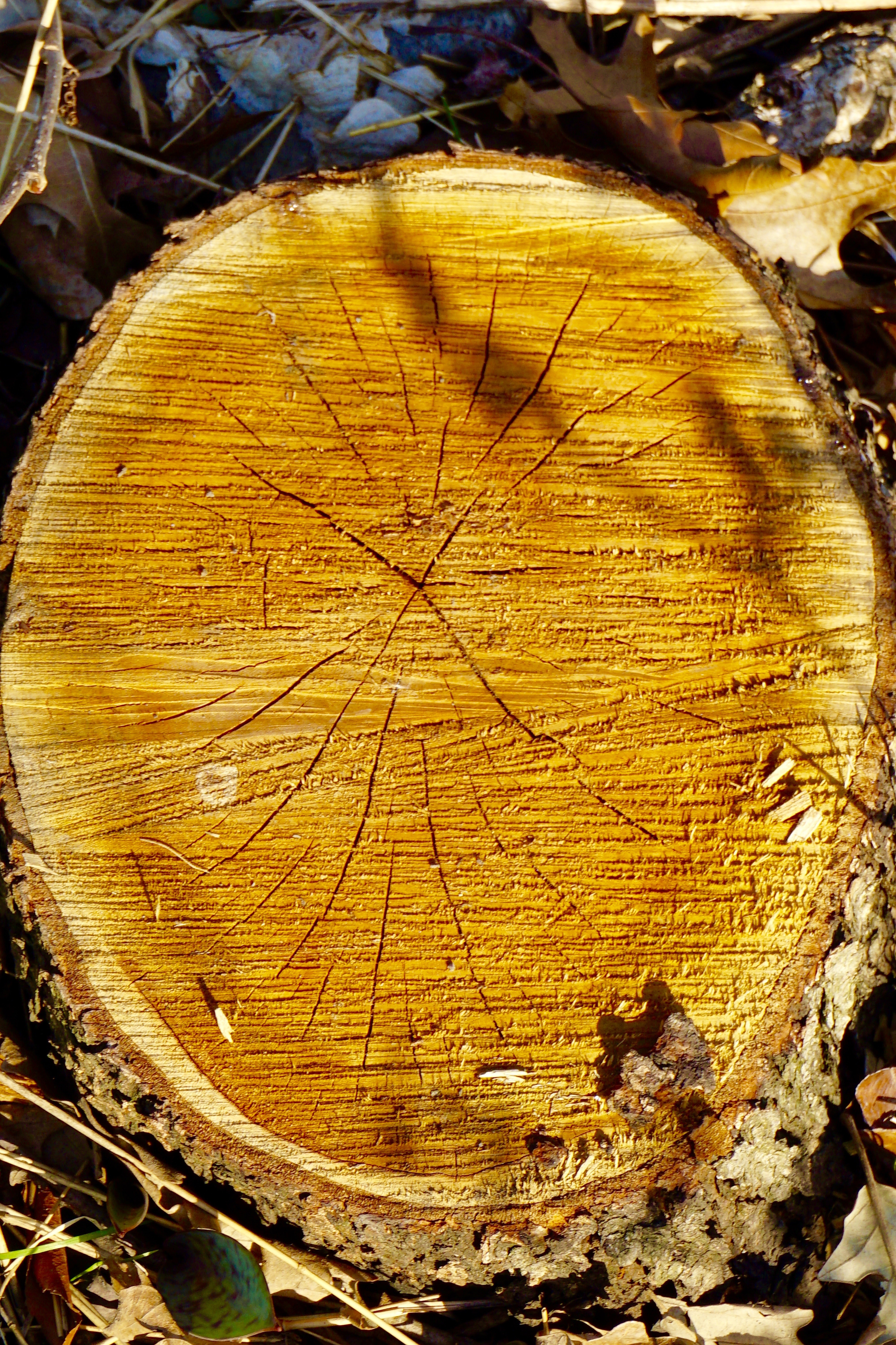 high angle photo of wood slob