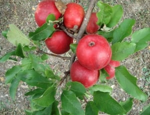 red fruits on tree thumbnail