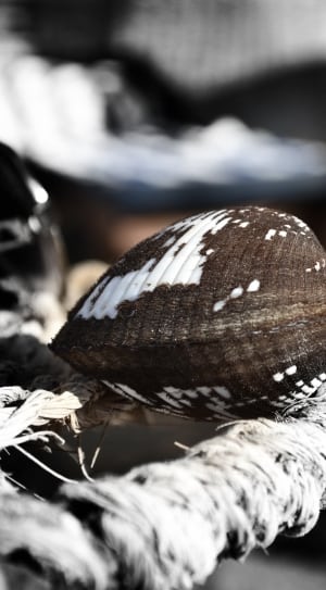 brown black and white seashell thumbnail