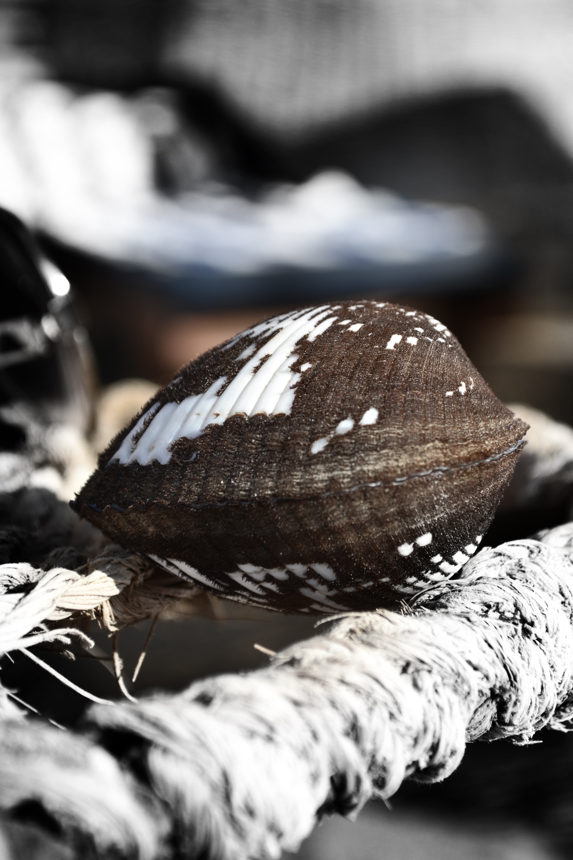 brown black and white seashell