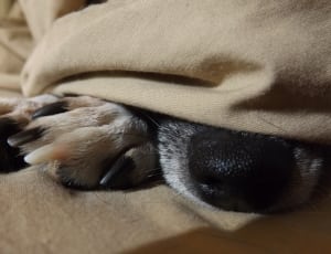black and white short coated dog thumbnail