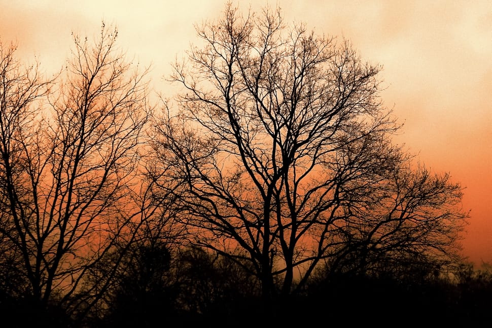 black bare tree preview