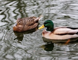 male and female mallard ducks thumbnail