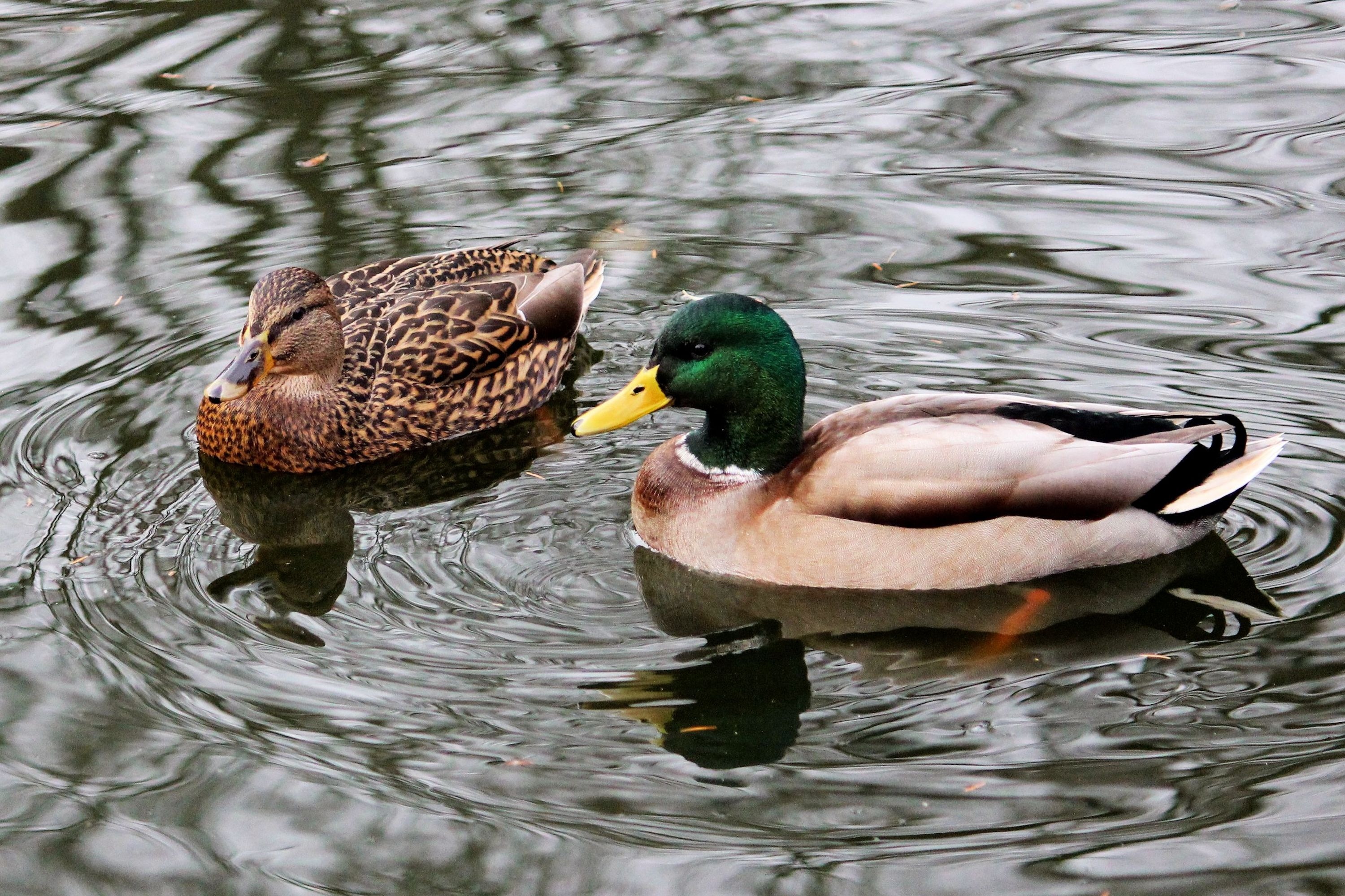 male and female mallard ducks