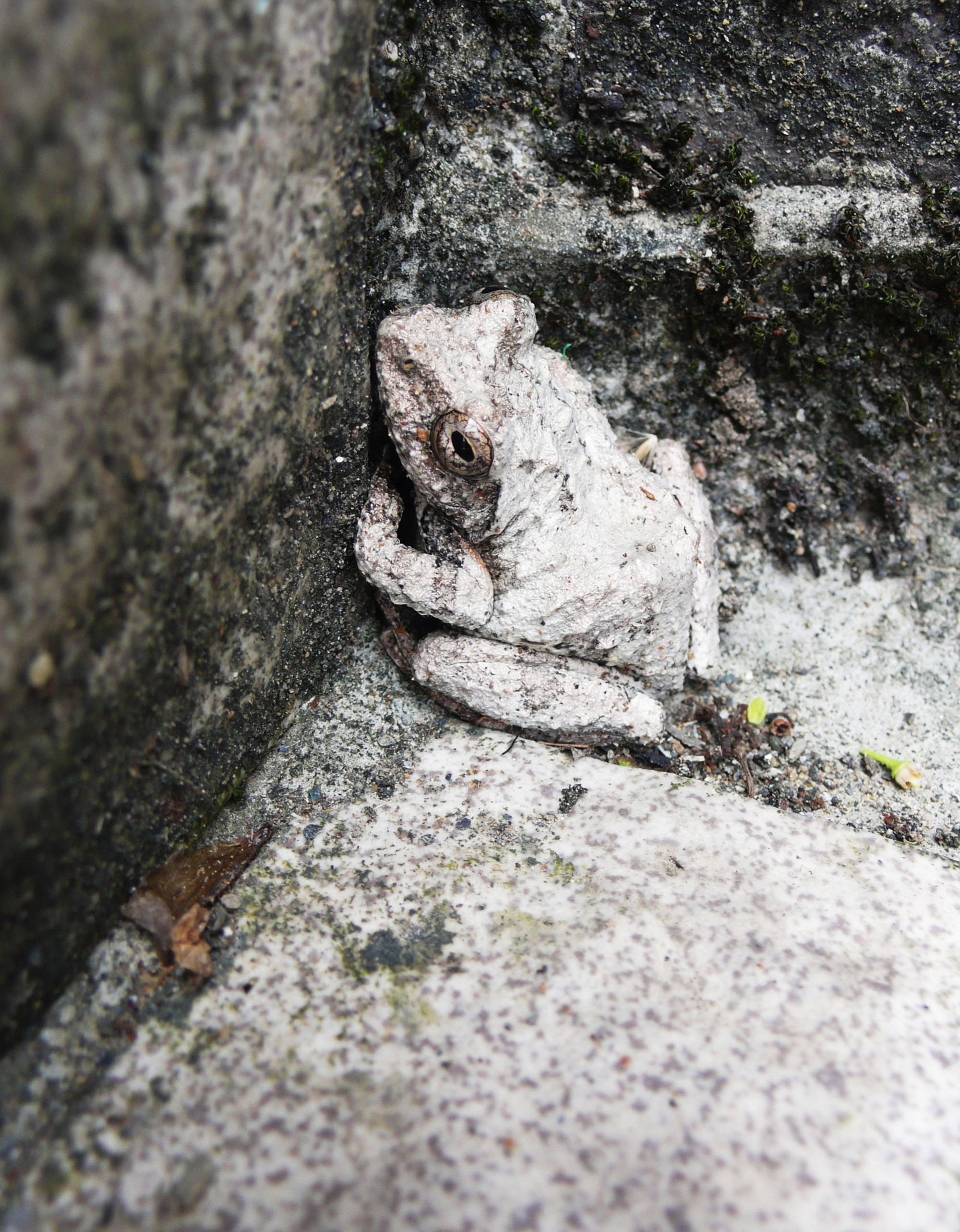 gray and white frog