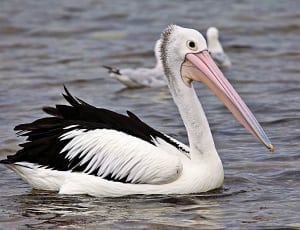 white pelican thumbnail