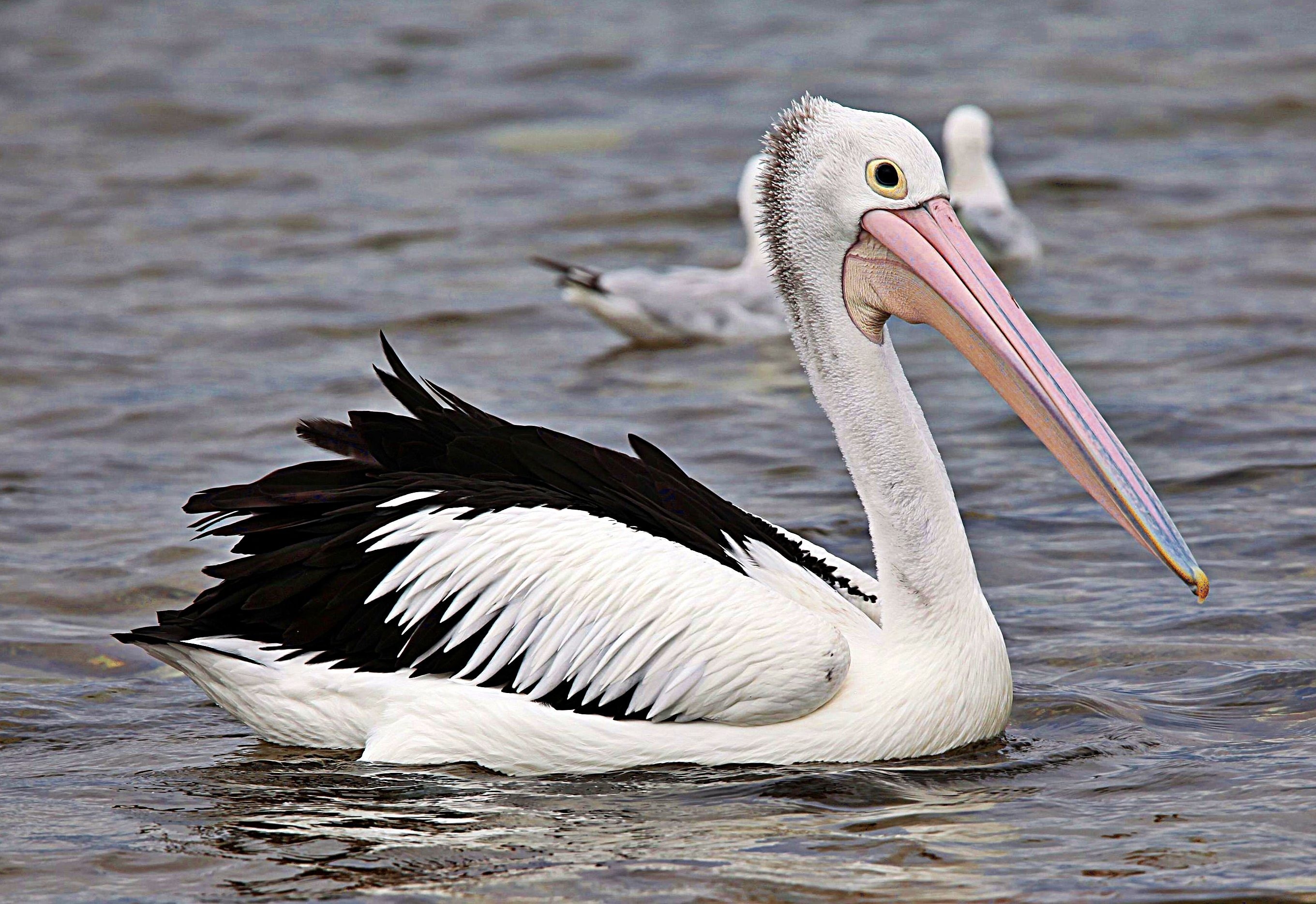 white pelican