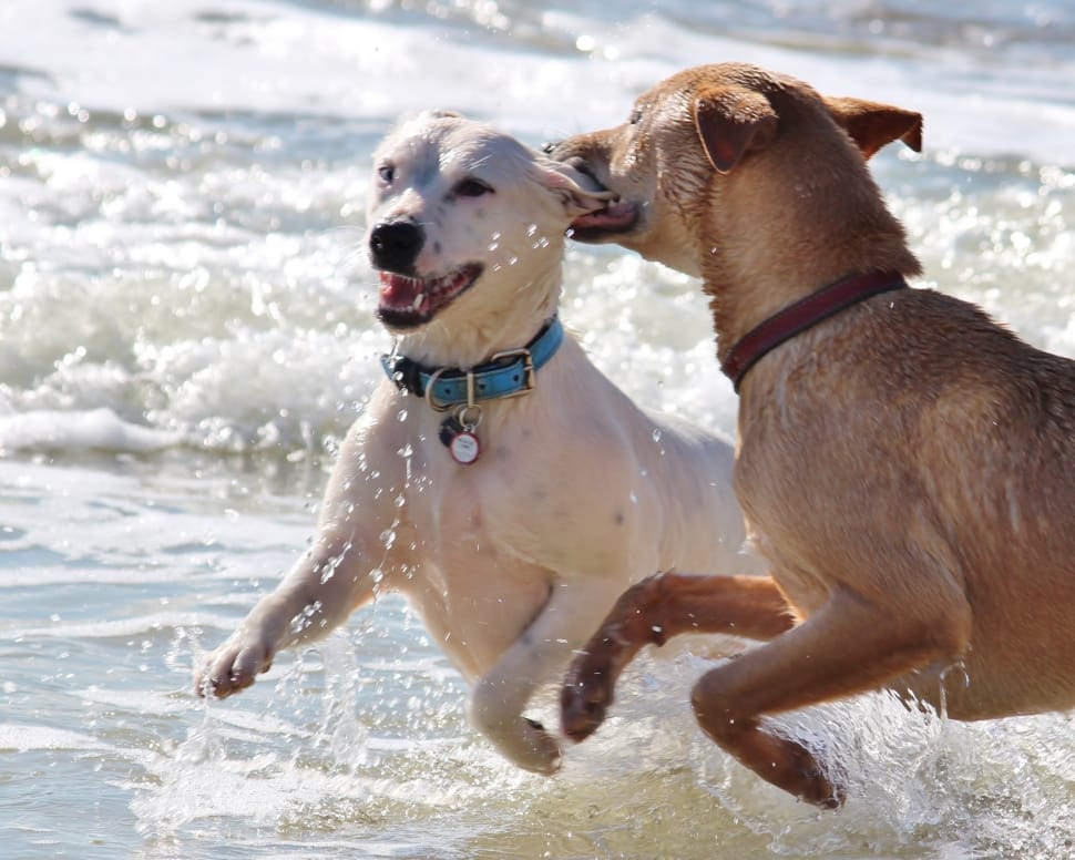 two short coat medium size dogs on sea water during daytime preview