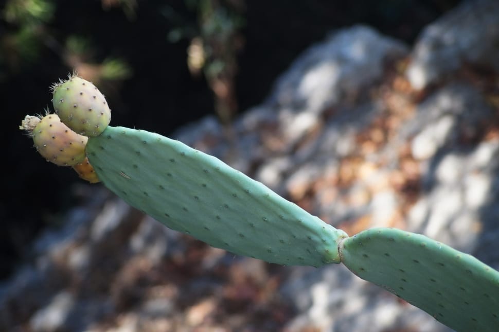 green cactus plant preview